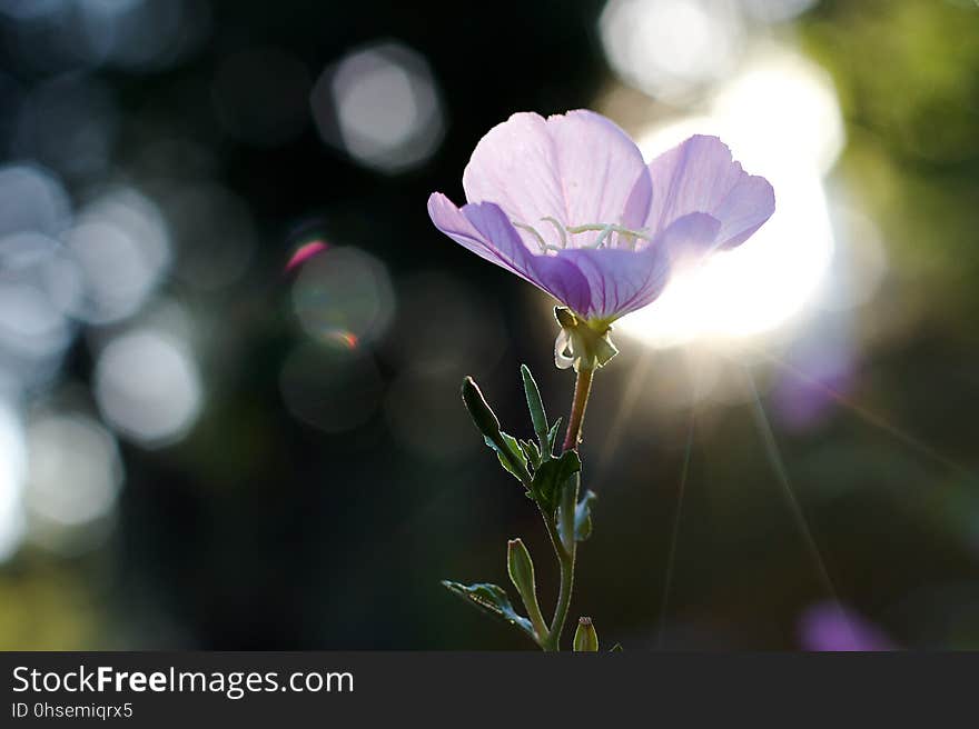 Nice sunset backlight of this Mexican Primrose. And, holy bokeh. Nice sunset backlight of this Mexican Primrose. And, holy bokeh