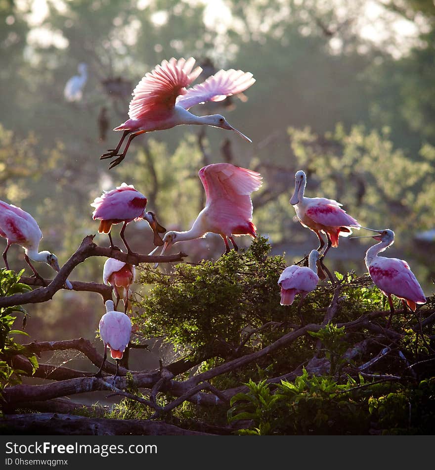 Roseate Spoonbills