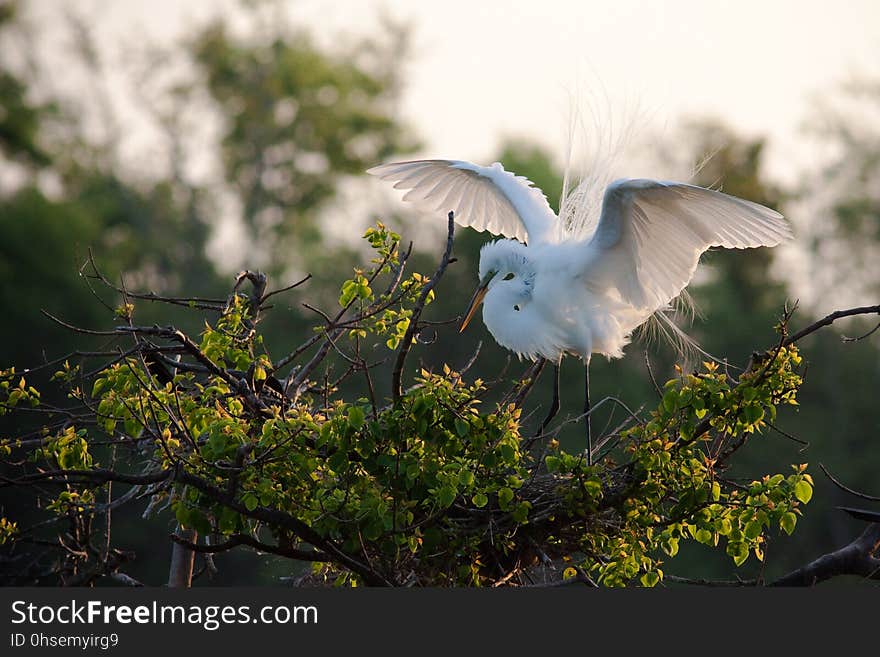 In its breeding plumage, this Great Egret lands at the nest at the High Island rookery.