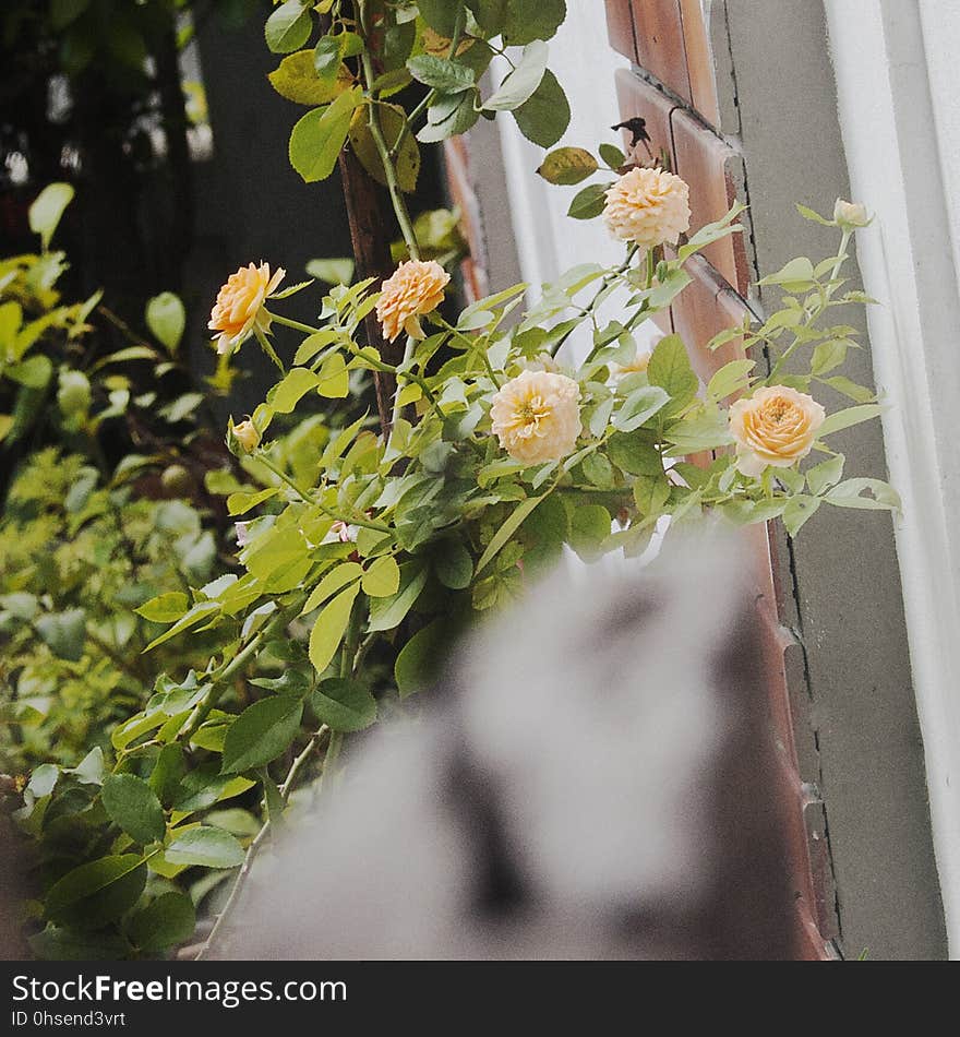 Flower, Plant, Petal, Branch, Twig, Grass