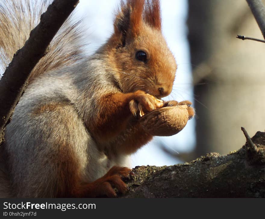 Fauna, Mammal, Squirrel, Rodent