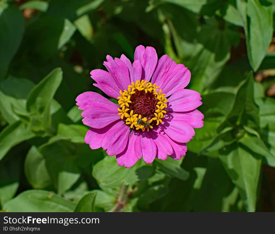 Flower, Plant, Flora, Annual Plant