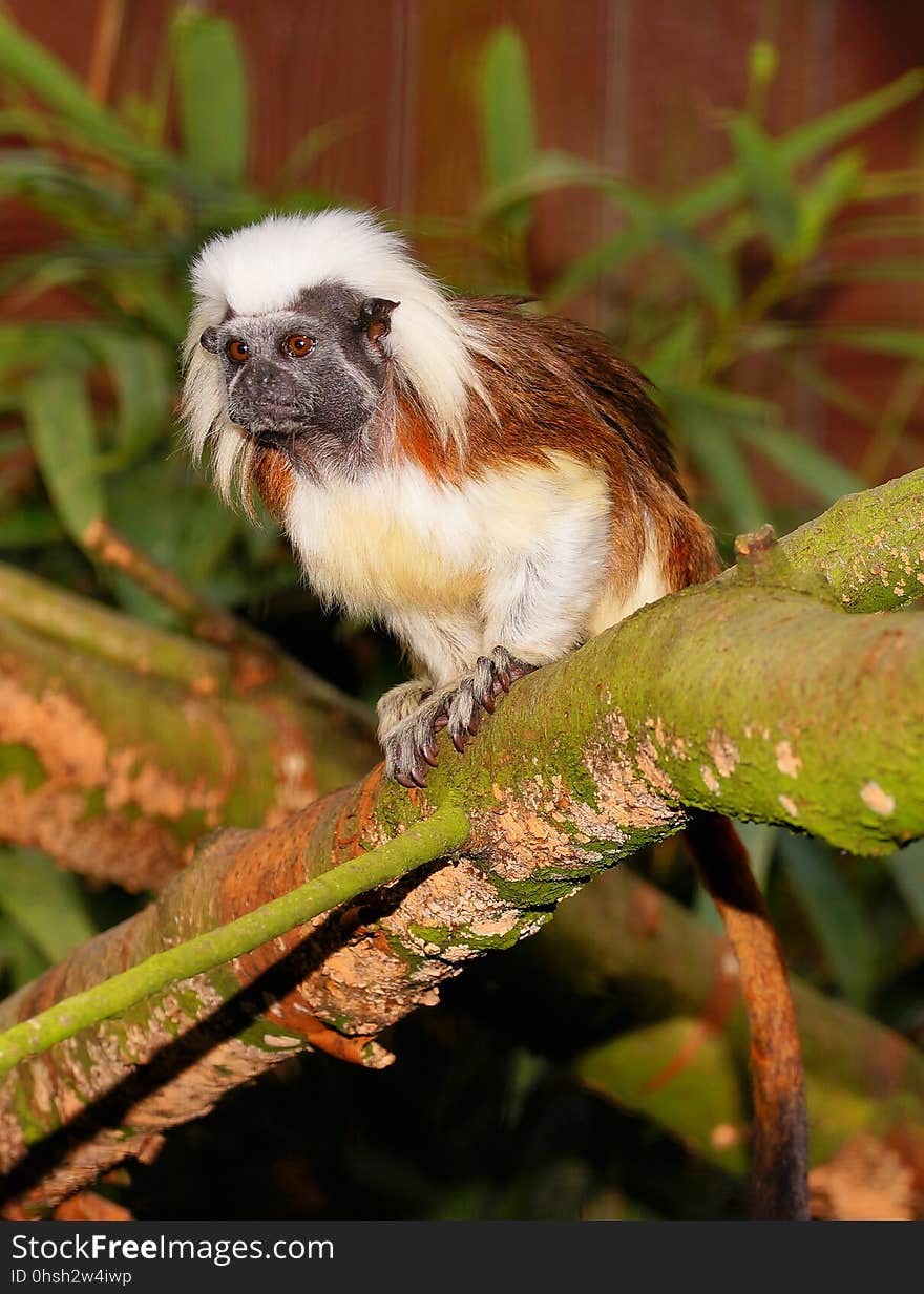 Fauna, New World Monkey, Leaf, Marmoset