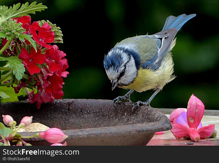 Bird, Fauna, Beak, Bluebird