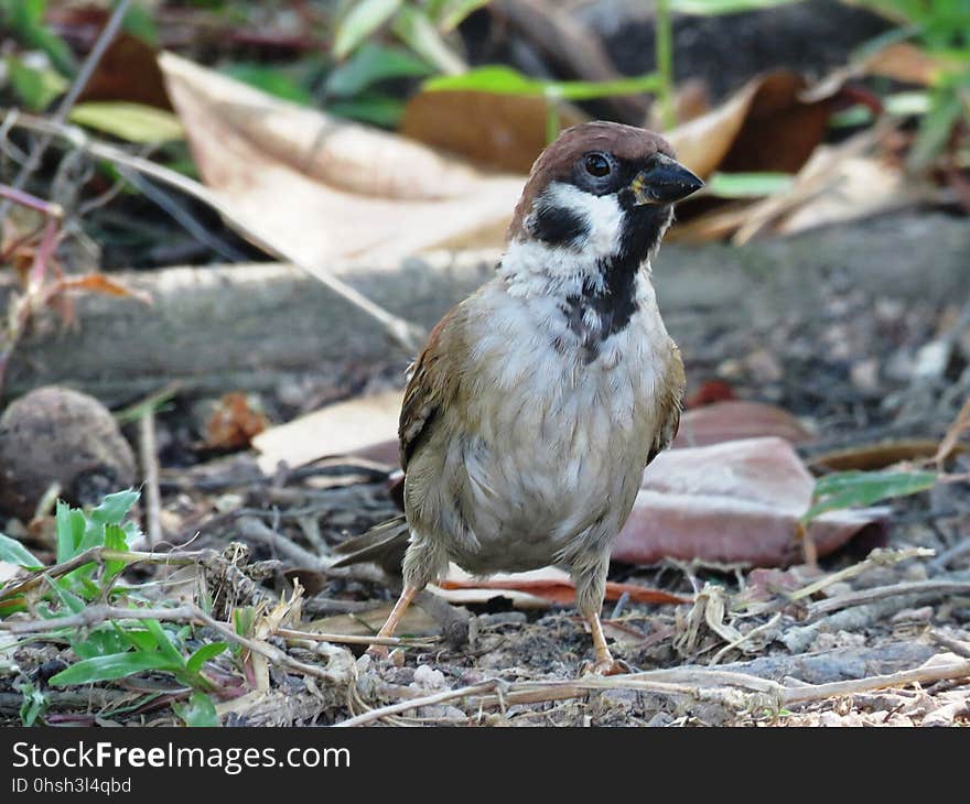 Bird, Fauna, Sparrow, Beak