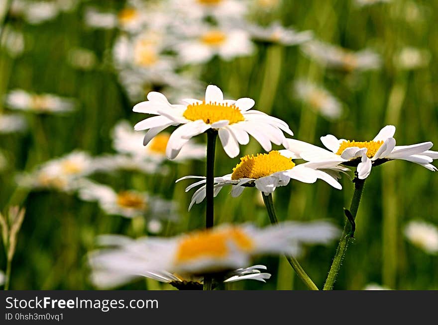 Flower, Plant, Flora, Oxeye Daisy