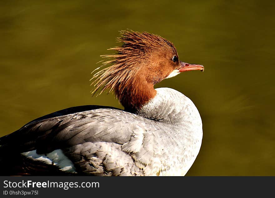 Bird, Beak, Fauna, Duck