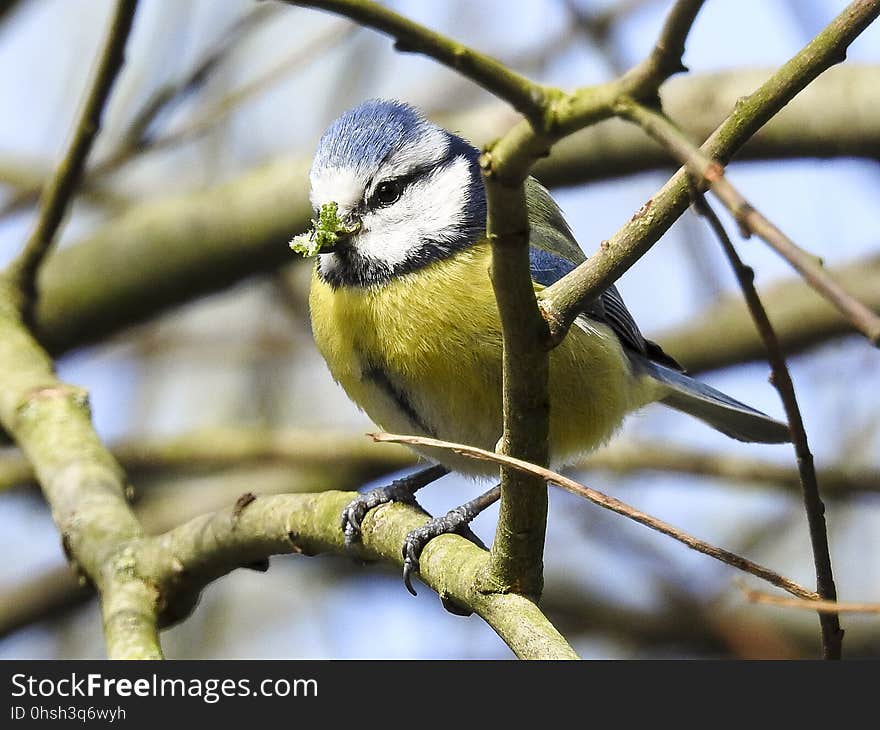 Bird, Fauna, Beak, Branch