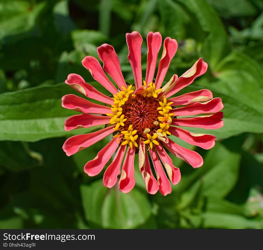 Flower, Plant, Flora, Annual Plant