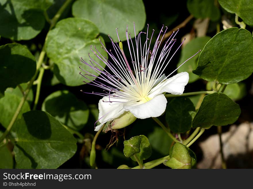 Plant, Flower, Flora, Caper Family