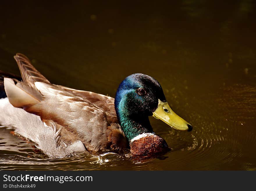 Duck, Bird, Mallard, Water Bird