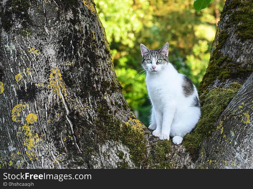 Cat, Fauna, Small To Medium Sized Cats, Whiskers