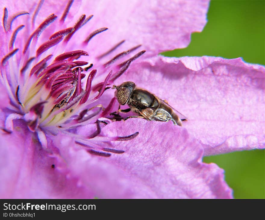 Insect, Honey Bee, Bee, Macro Photography