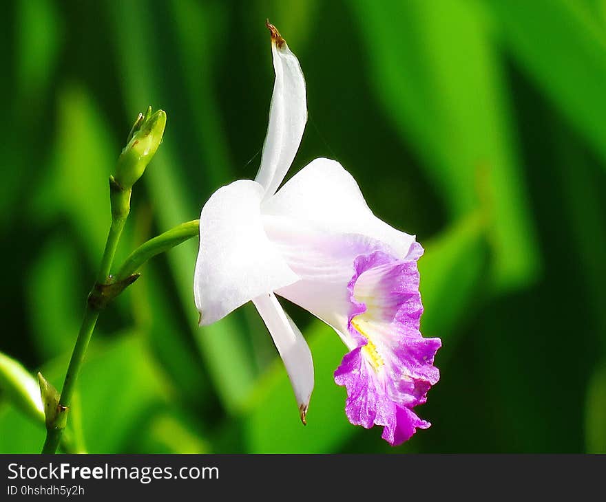 Flower, Flora, Plant, Flowering Plant