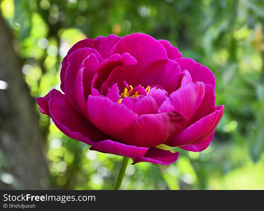 Flower, Pink, Plant, Flowering Plant