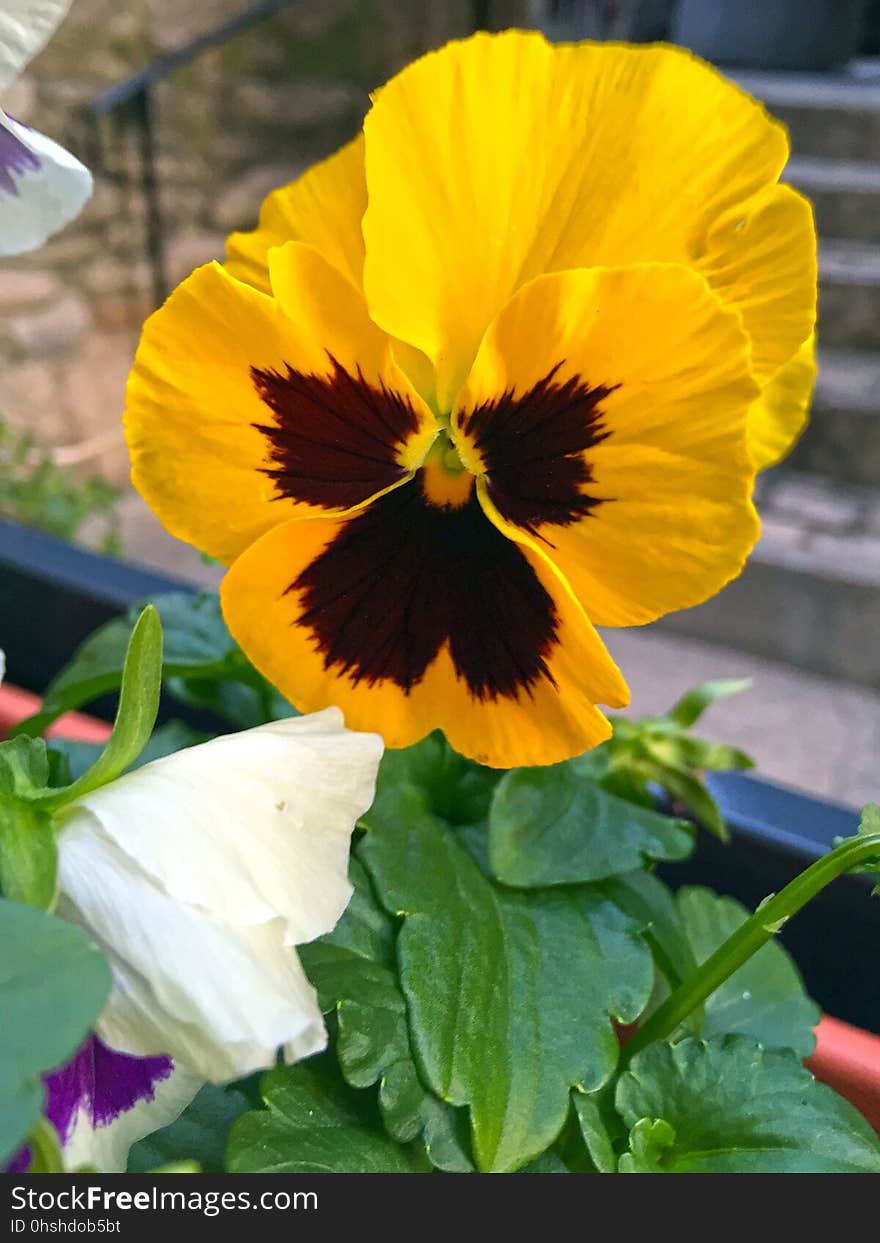 Flower, Yellow, Pansy, Plant