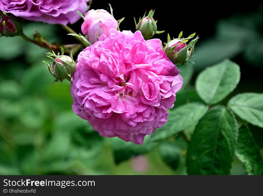 Flower, Rose, Rose Family, Plant