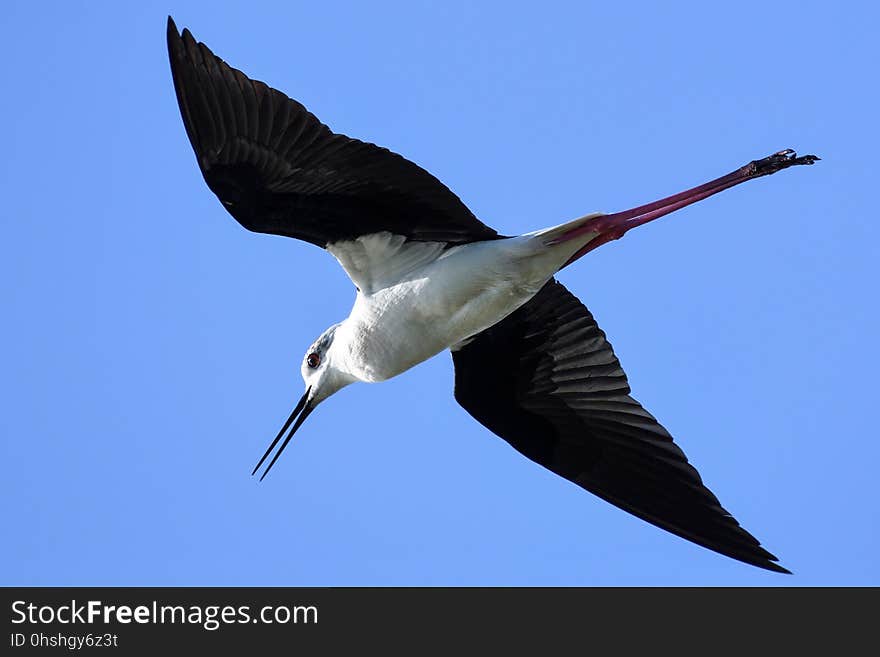 Bird, Fauna, Shorebird, Beak