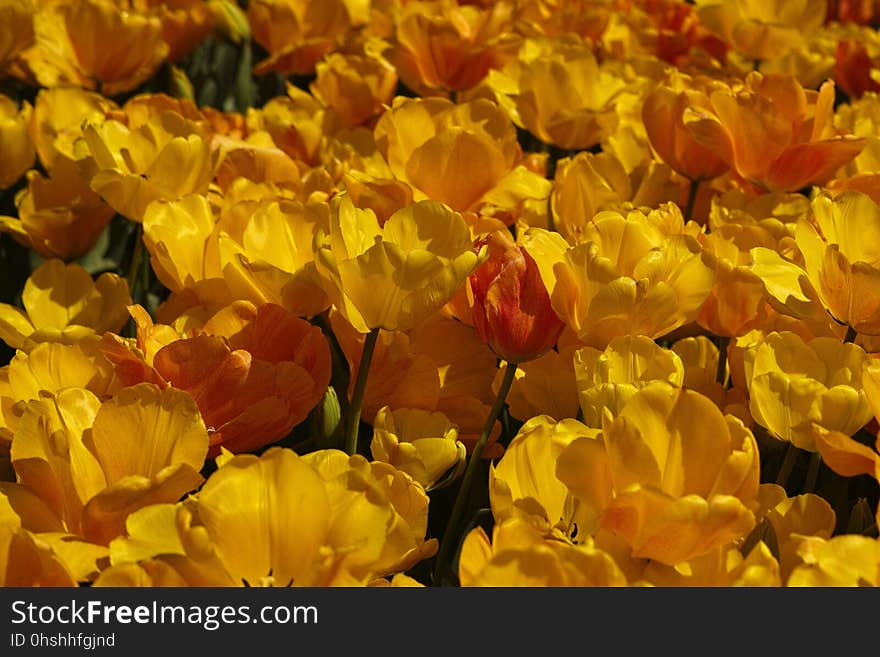 Flower, Yellow, Flowering Plant, Plant