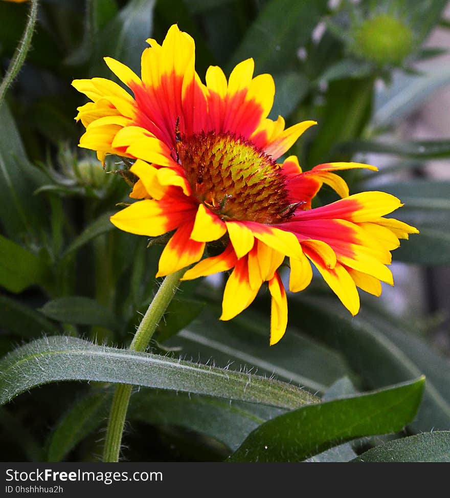 Flower, Plant, Blanket Flowers, Flora