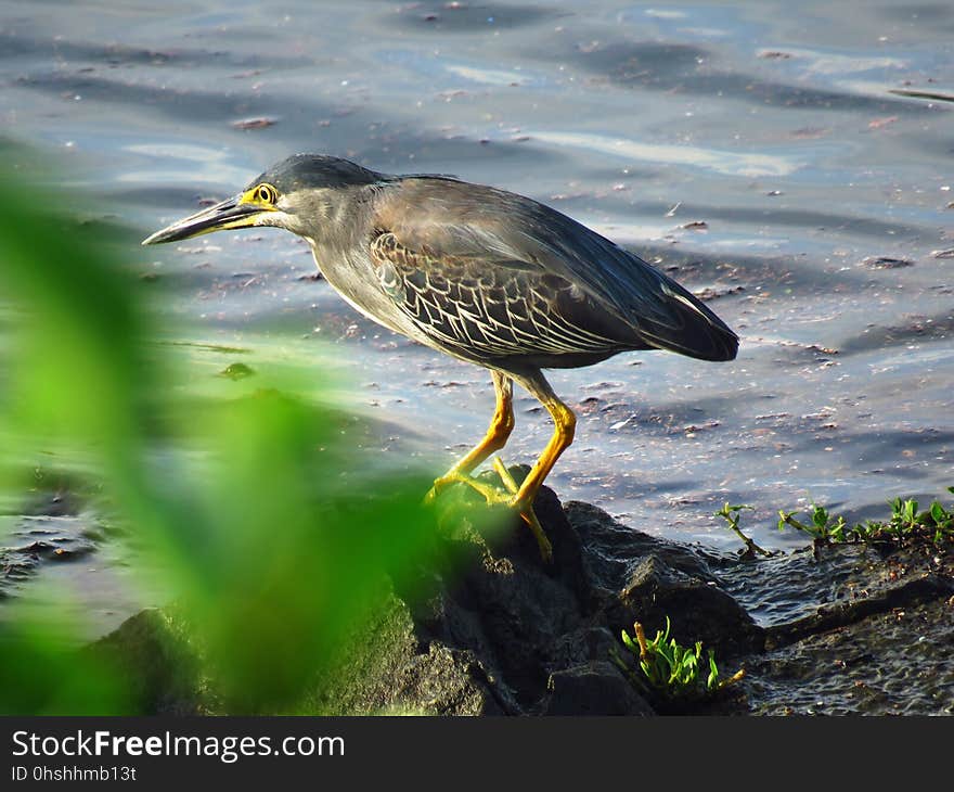 Bird, Ecosystem, Beak, Green Heron