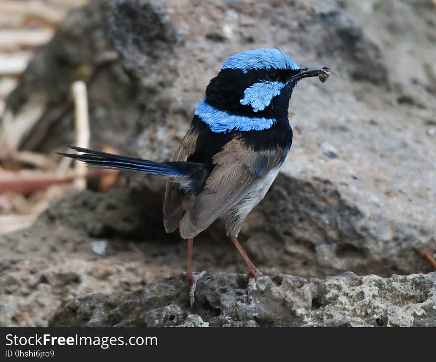 Bird, Fauna, Wren, Beak