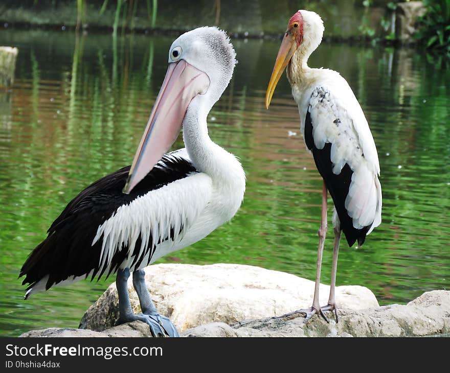 Pelican, Bird, Beak, Stork