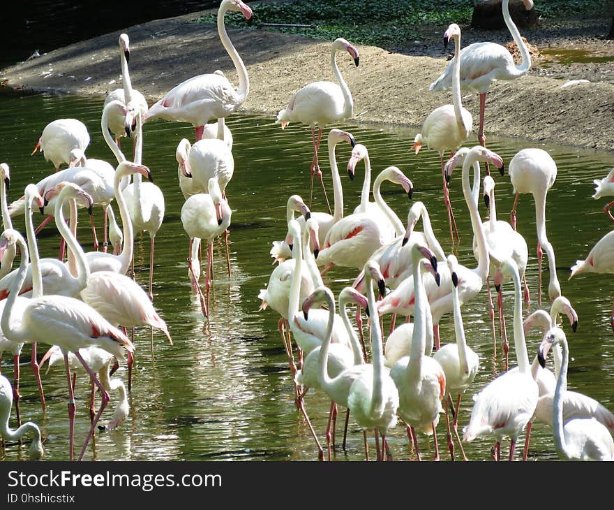 Flamingo, Bird, Water Bird, Beak