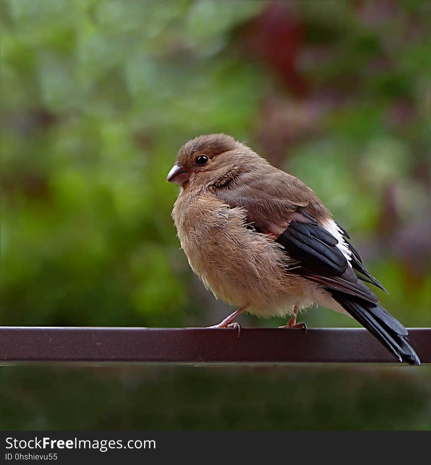 Bird, Fauna, Beak, Finch