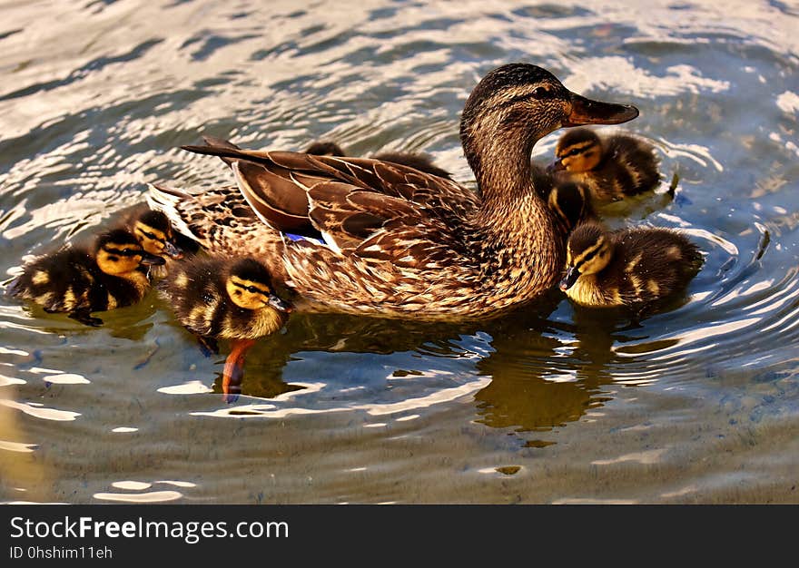 Duck, Bird, Mallard, Water Bird