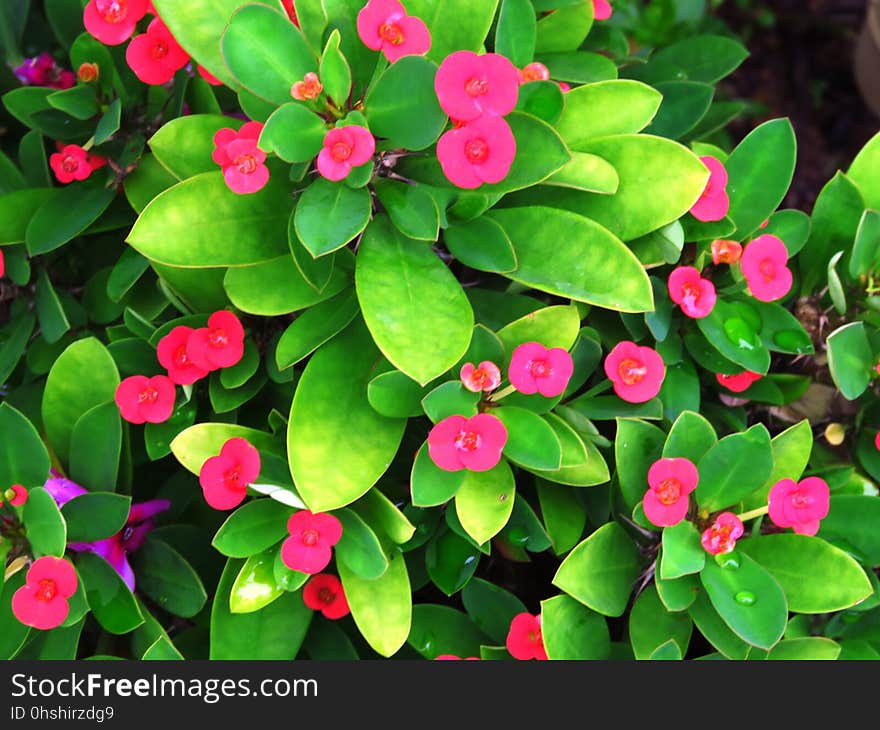 Plant, Flower, Green, Leaf