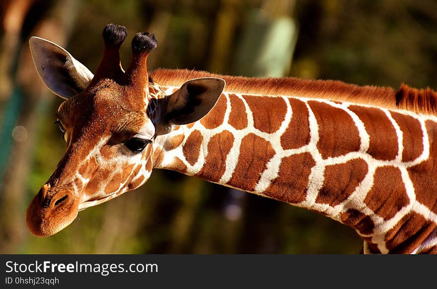 Wildlife, Giraffe, Terrestrial Animal, Fauna