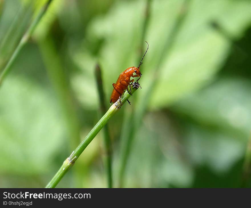 Insect, Damselfly, Macro Photography, Invertebrate