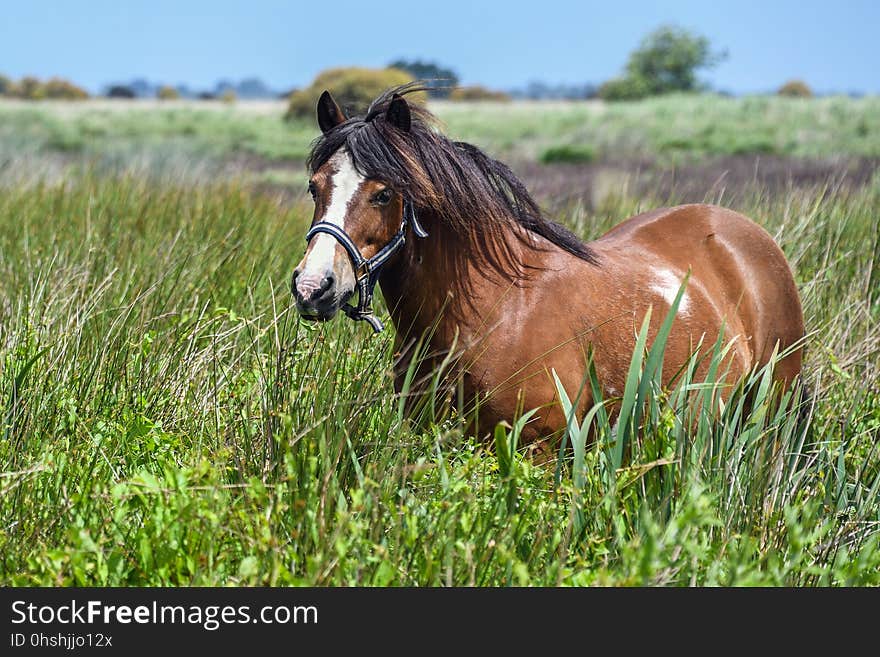 Horse, Pasture, Grassland, Ecosystem