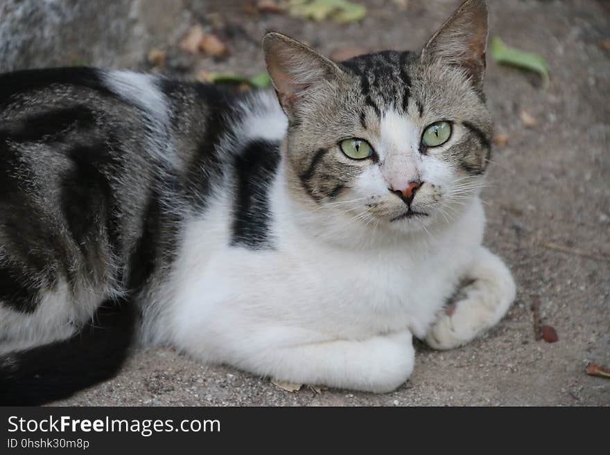 Cat, Whiskers, Fauna, Small To Medium Sized Cats