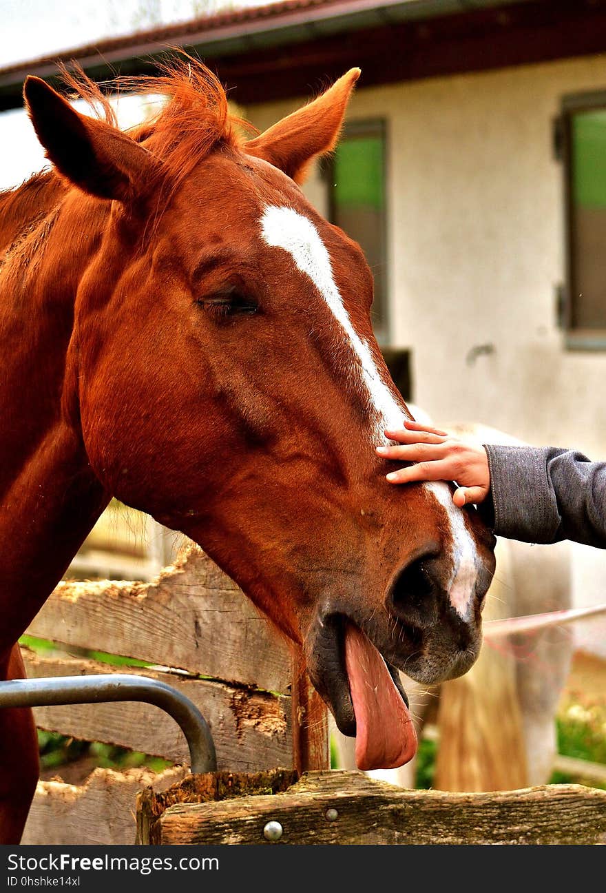 Horse, Bridle, Halter, Horse Like Mammal