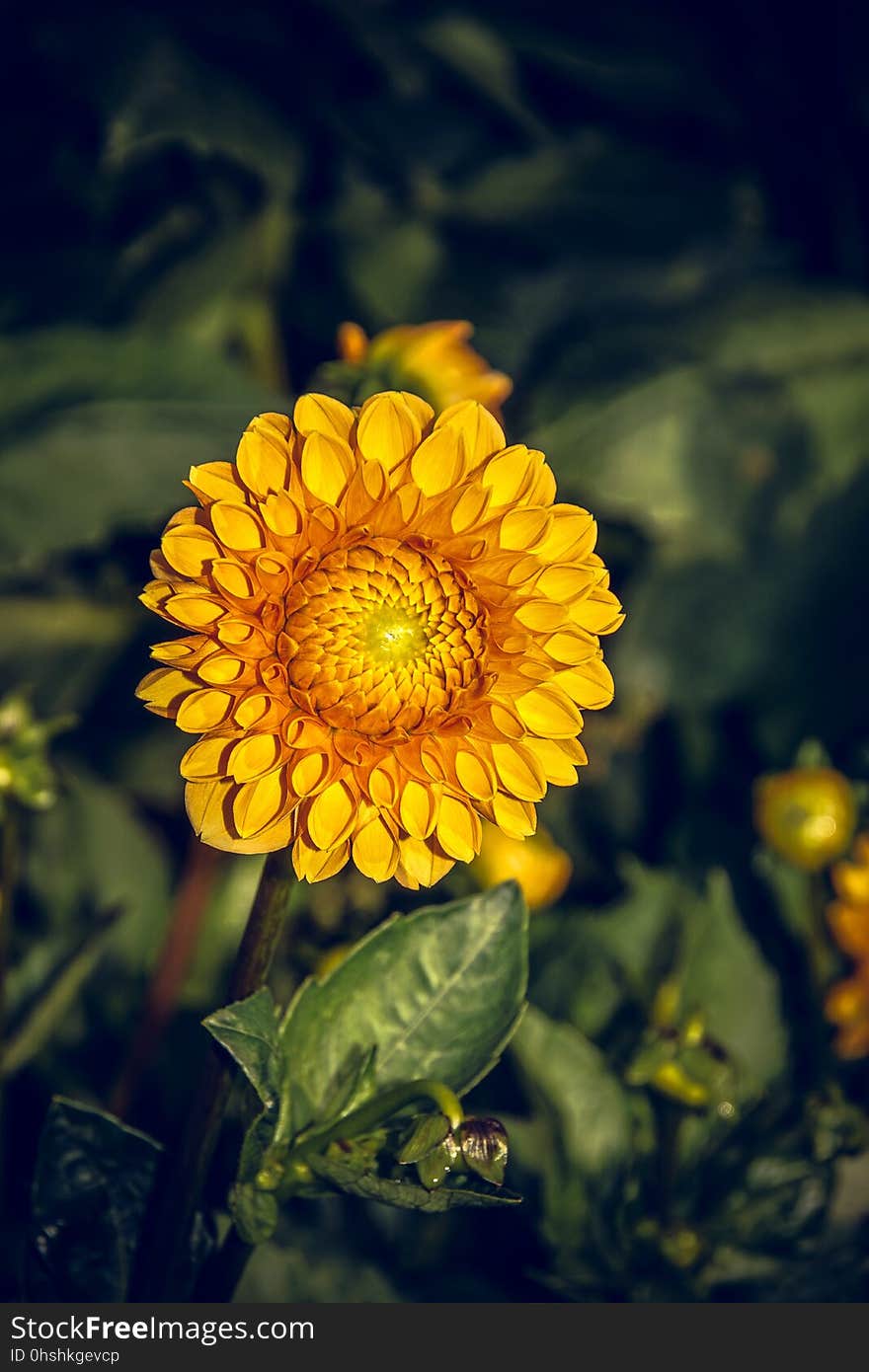 Flower, Yellow, Flora, Close Up