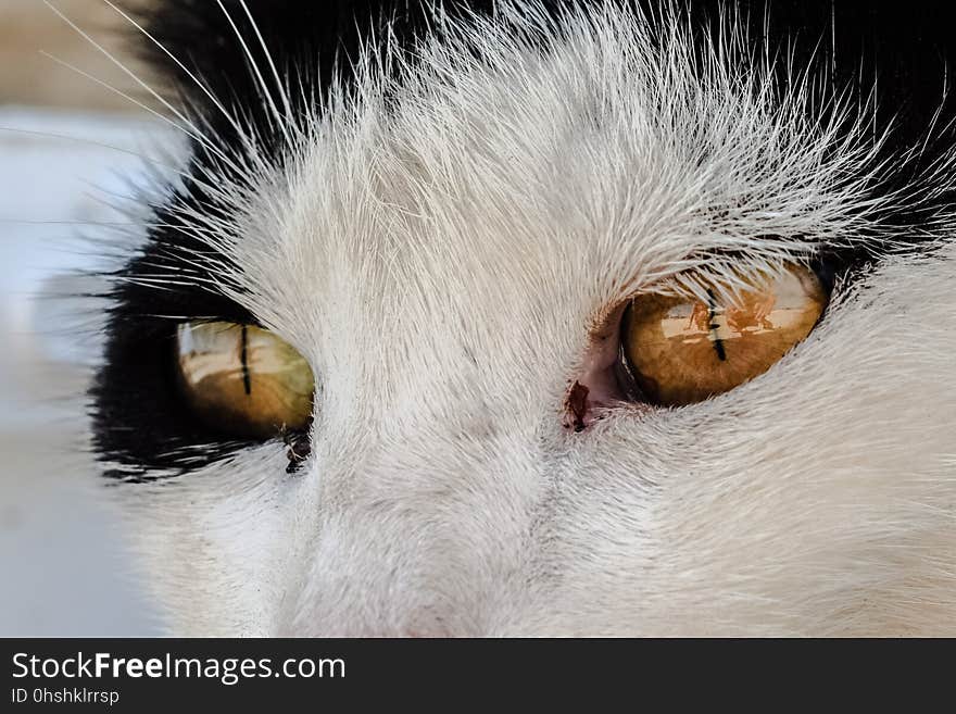 Cat, Whiskers, Face, Nose