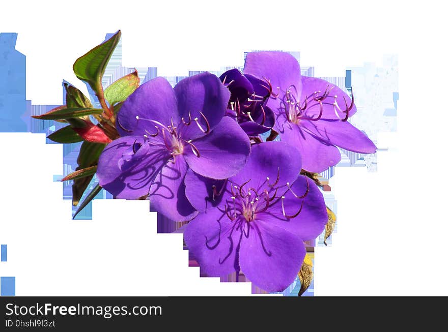 Flower, Purple, Violet, Flowering Plant