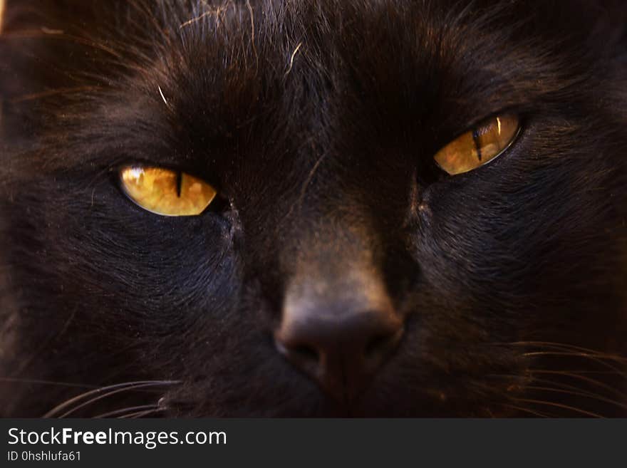 Cat, Black Cat, Face, Whiskers