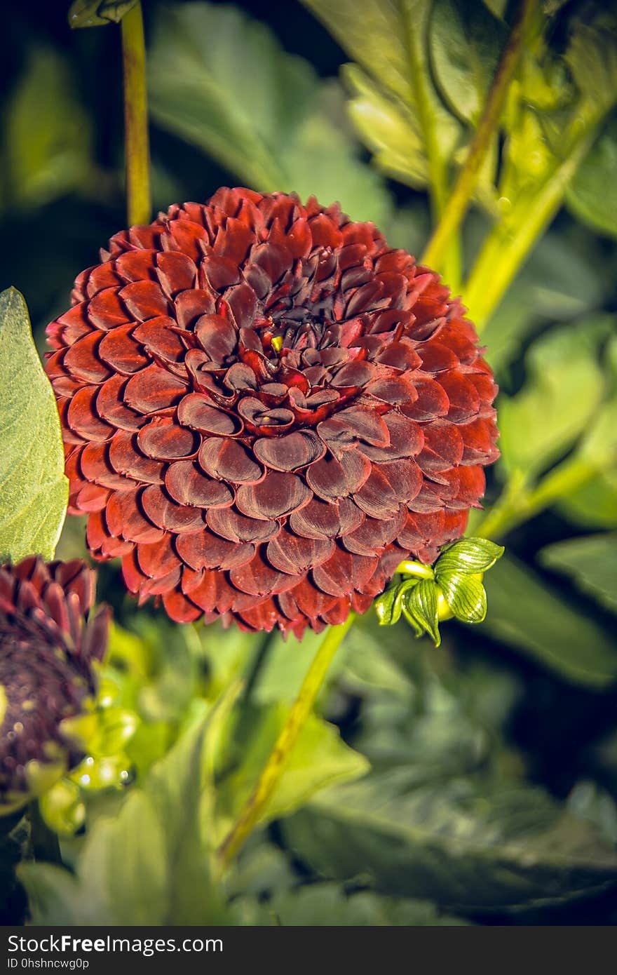 Flower, Plant, Flowering Plant, Dahlia