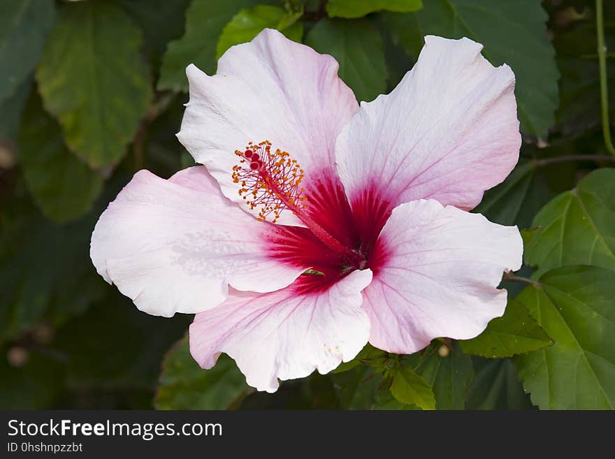 Flower, Plant, Flowering Plant, Hibiscus