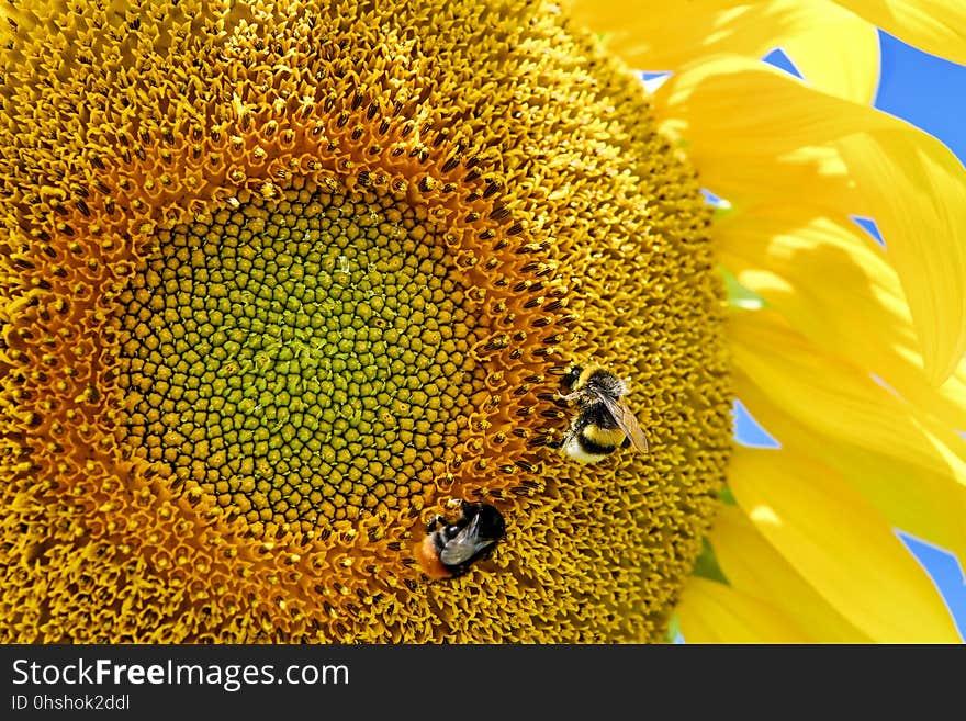 Sunflower, Yellow, Honey Bee, Bee