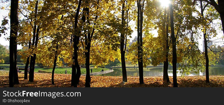 Nature, Ecosystem, Yellow, Tree