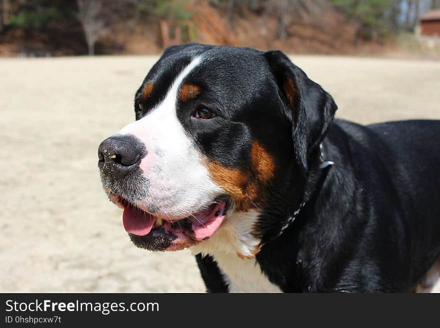 Dog, Greater Swiss Mountain Dog, Dog Breed, Dog Like Mammal