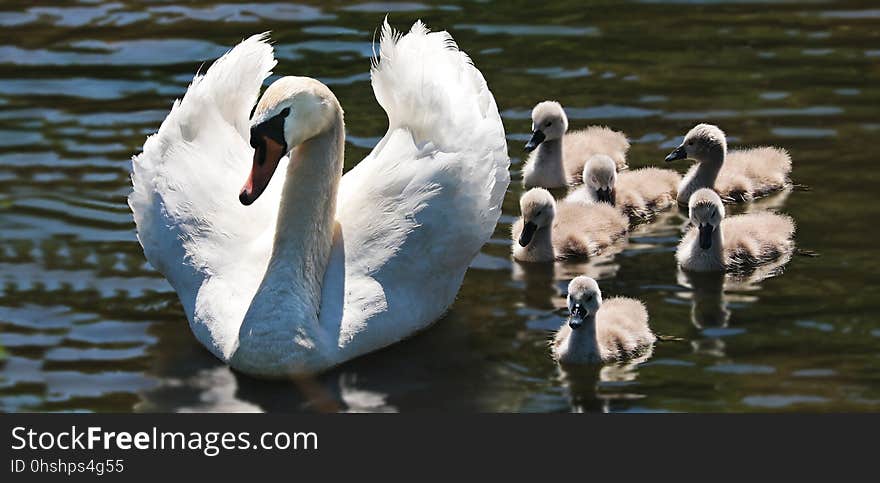 Bird, Water Bird, Swan, Ducks Geese And Swans