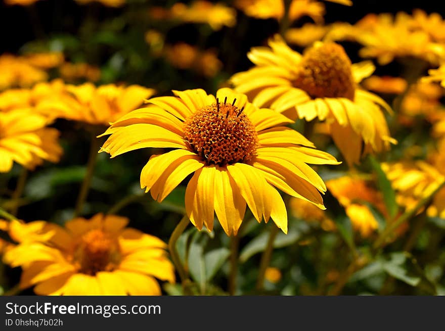 Flower, Yellow, Coneflower, Flora