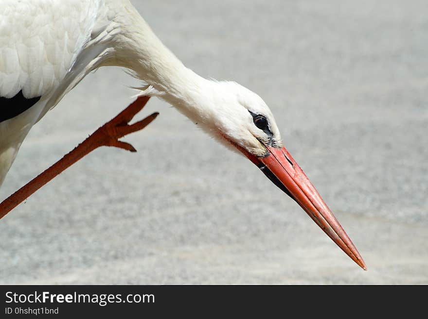 Bird, White Stork, Beak, Stork