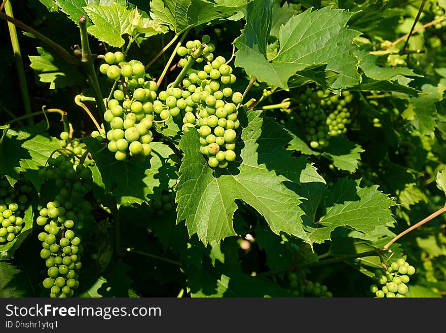 Grapevine Family, Grape, Vitis, Seedless Fruit