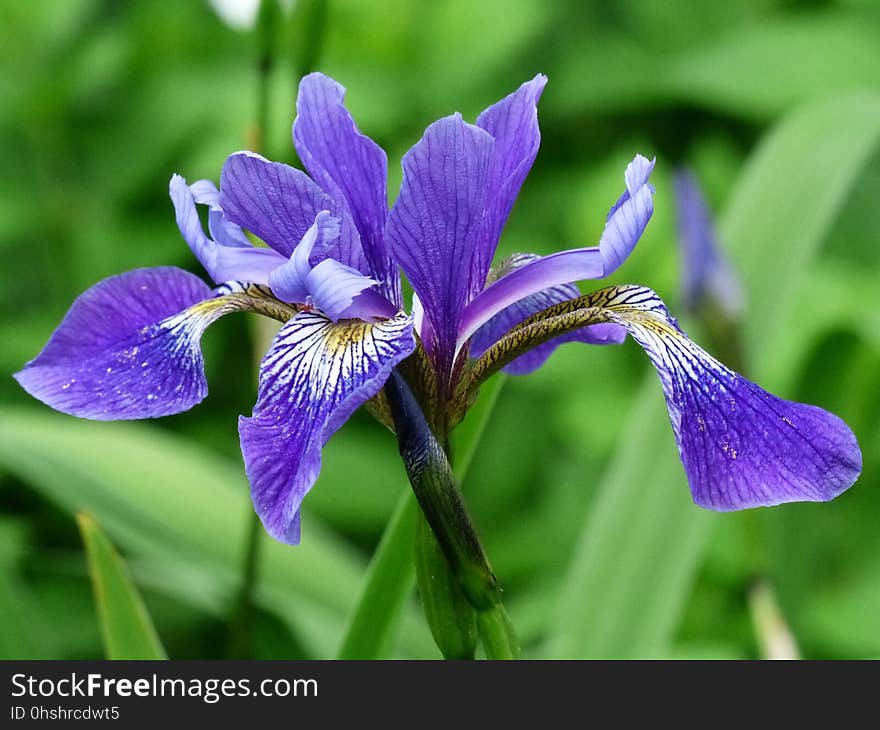 Flower, Iris Versicolor, Plant, Flora